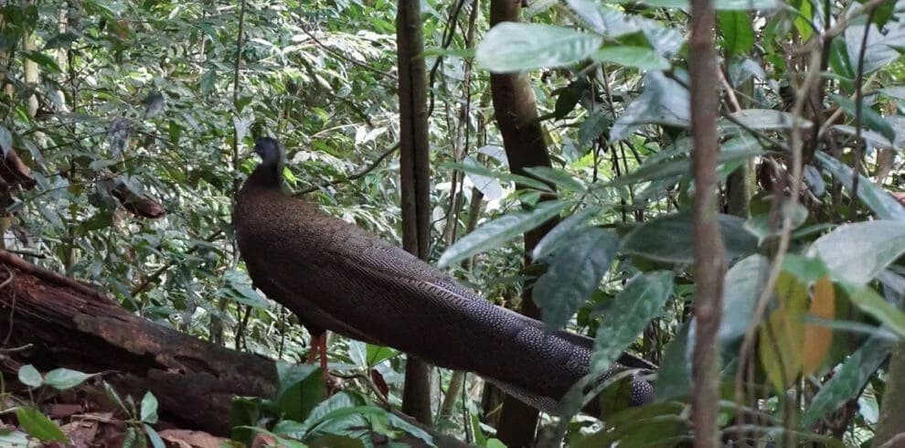 Jungle