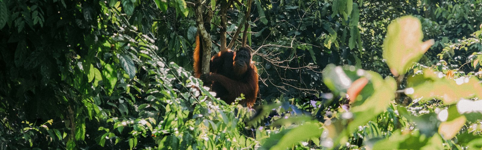 Rainforest