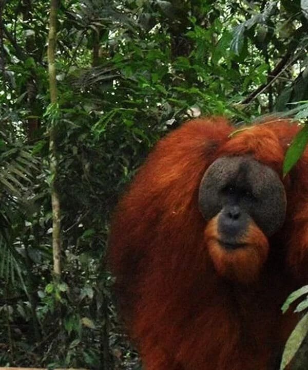 Bukit Lawang