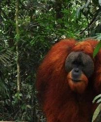Bukit Lawang