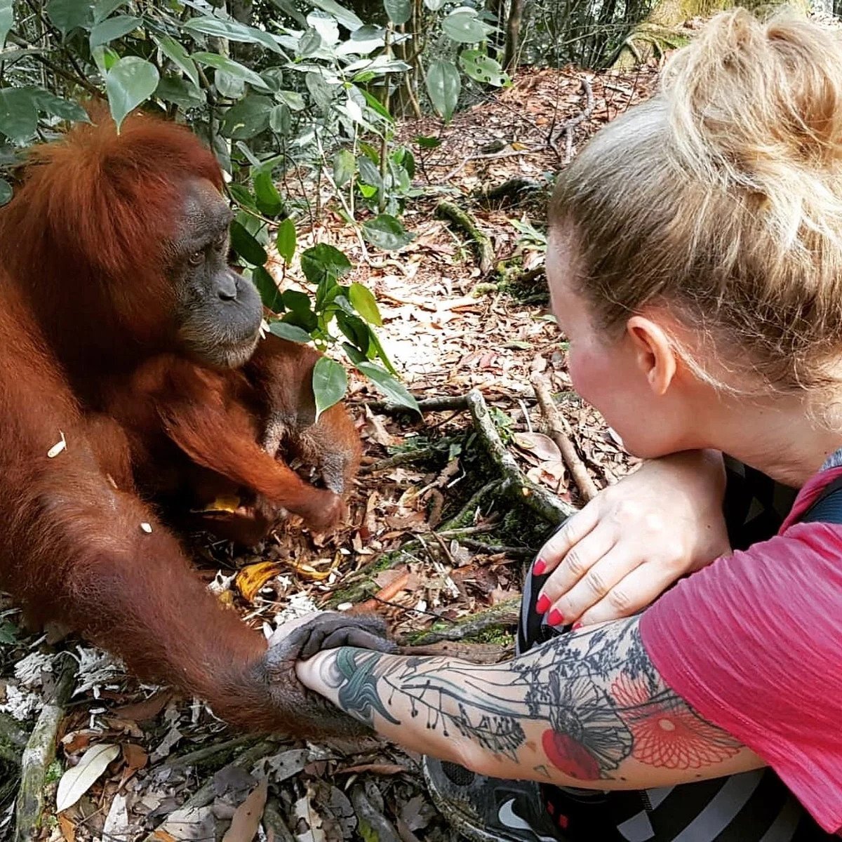 Best of Sumatra: Medan Orangutan Day Trip with Jungle Trek