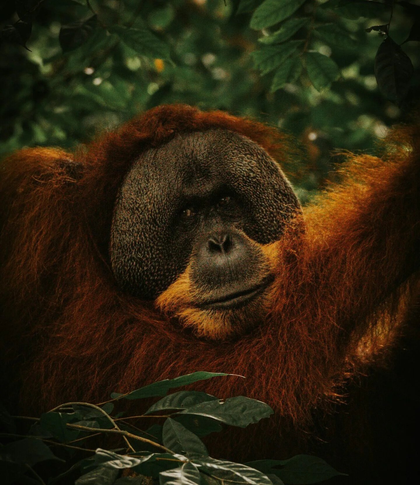 Orangutans: 3-Day Medan & Bukit Lawang Adventure