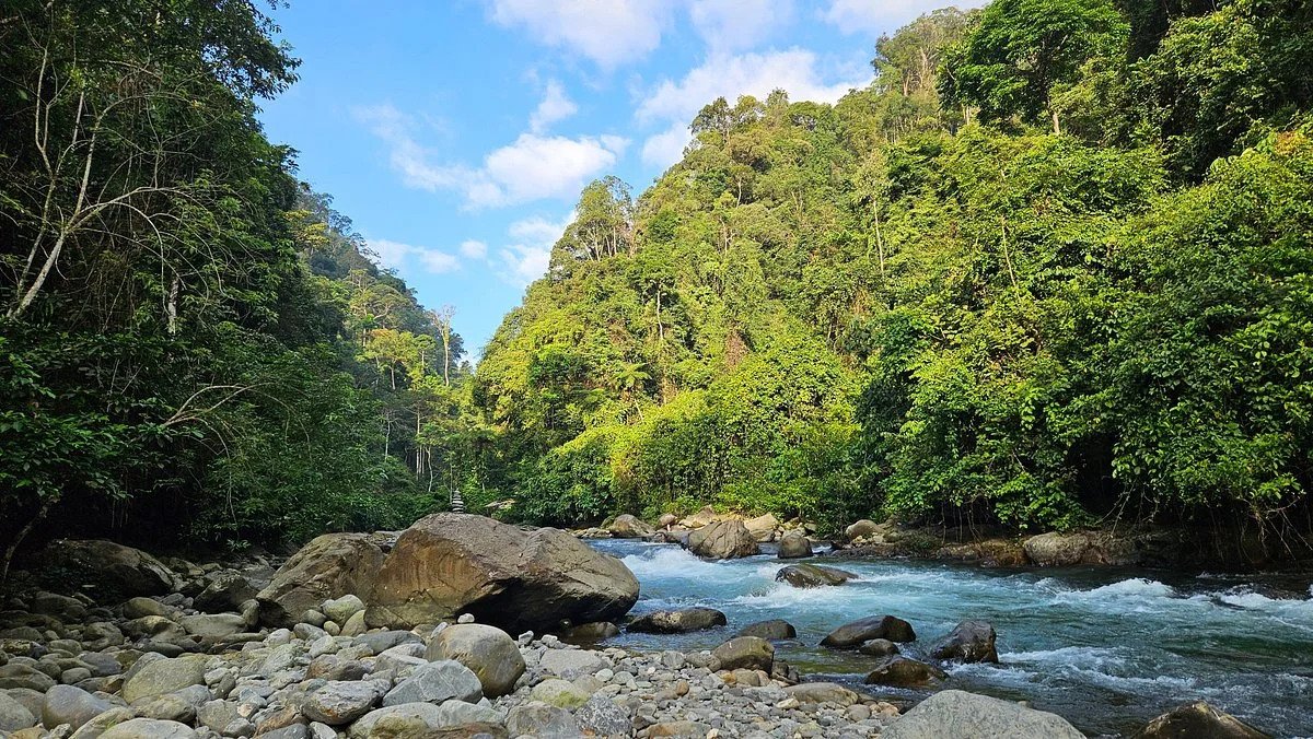 Gal-8 Bukit Lawang