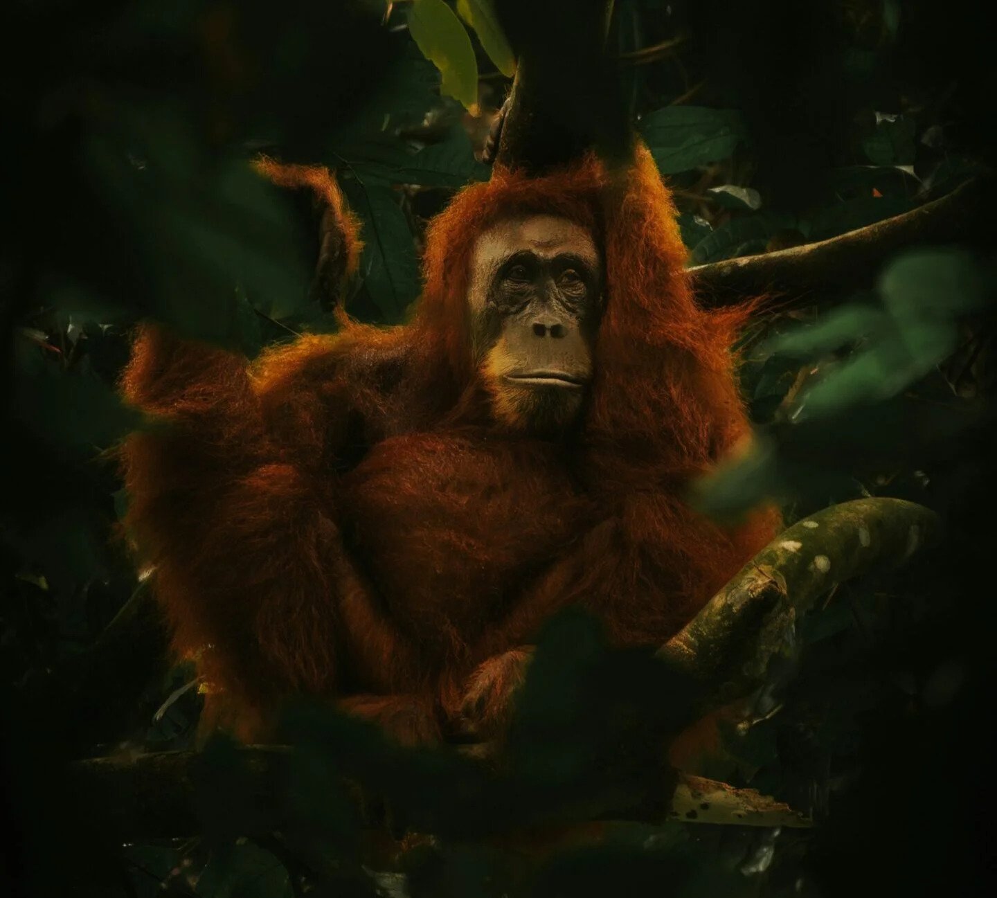 Gal-4 Bukit Lawang