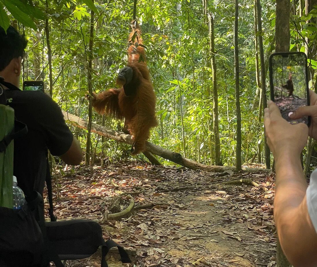 Gal-4 Bukit Lawang