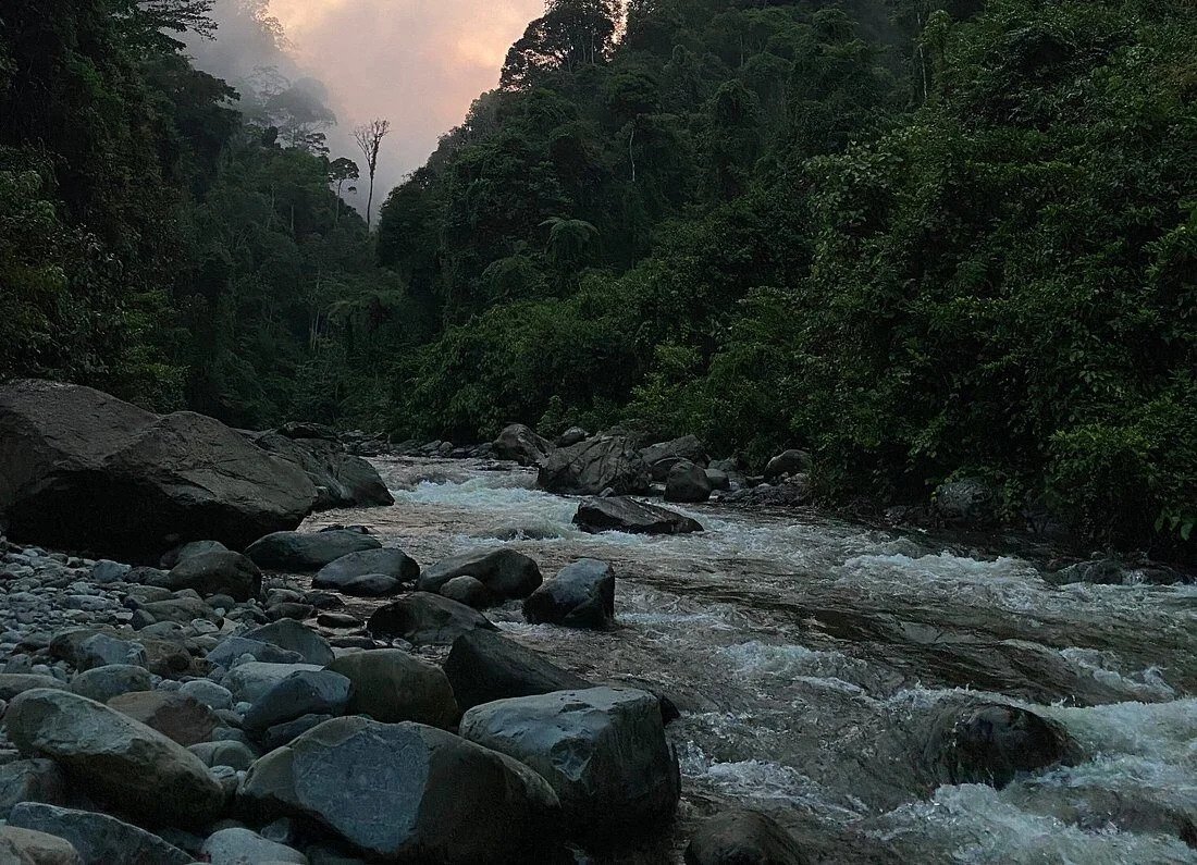 Gal-4 Bukit Lawang