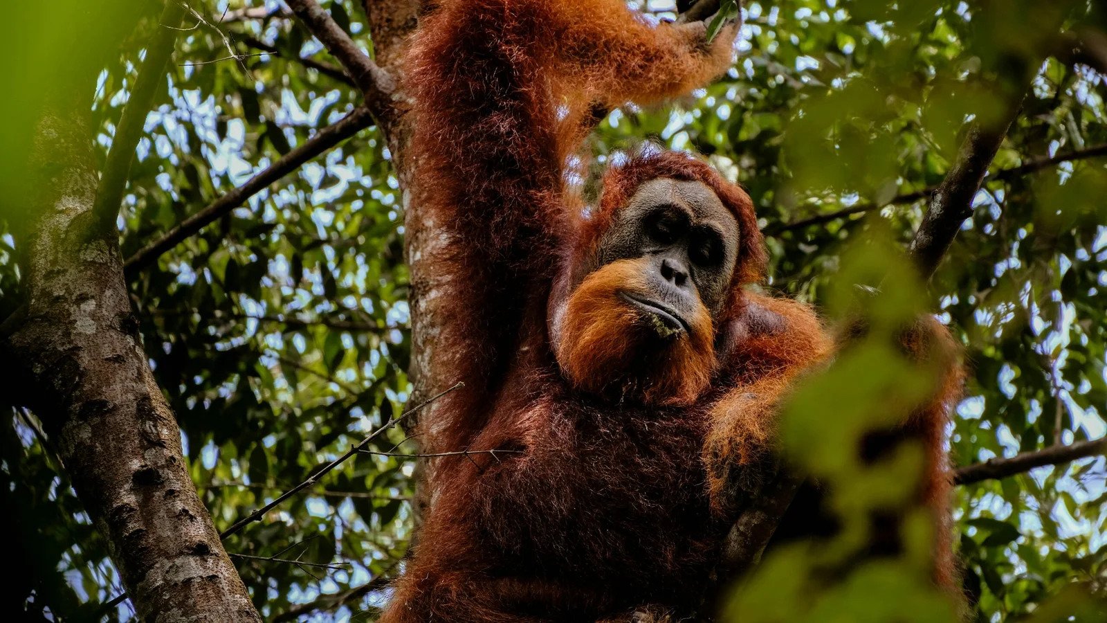 Gal-5 Bukit Lawang