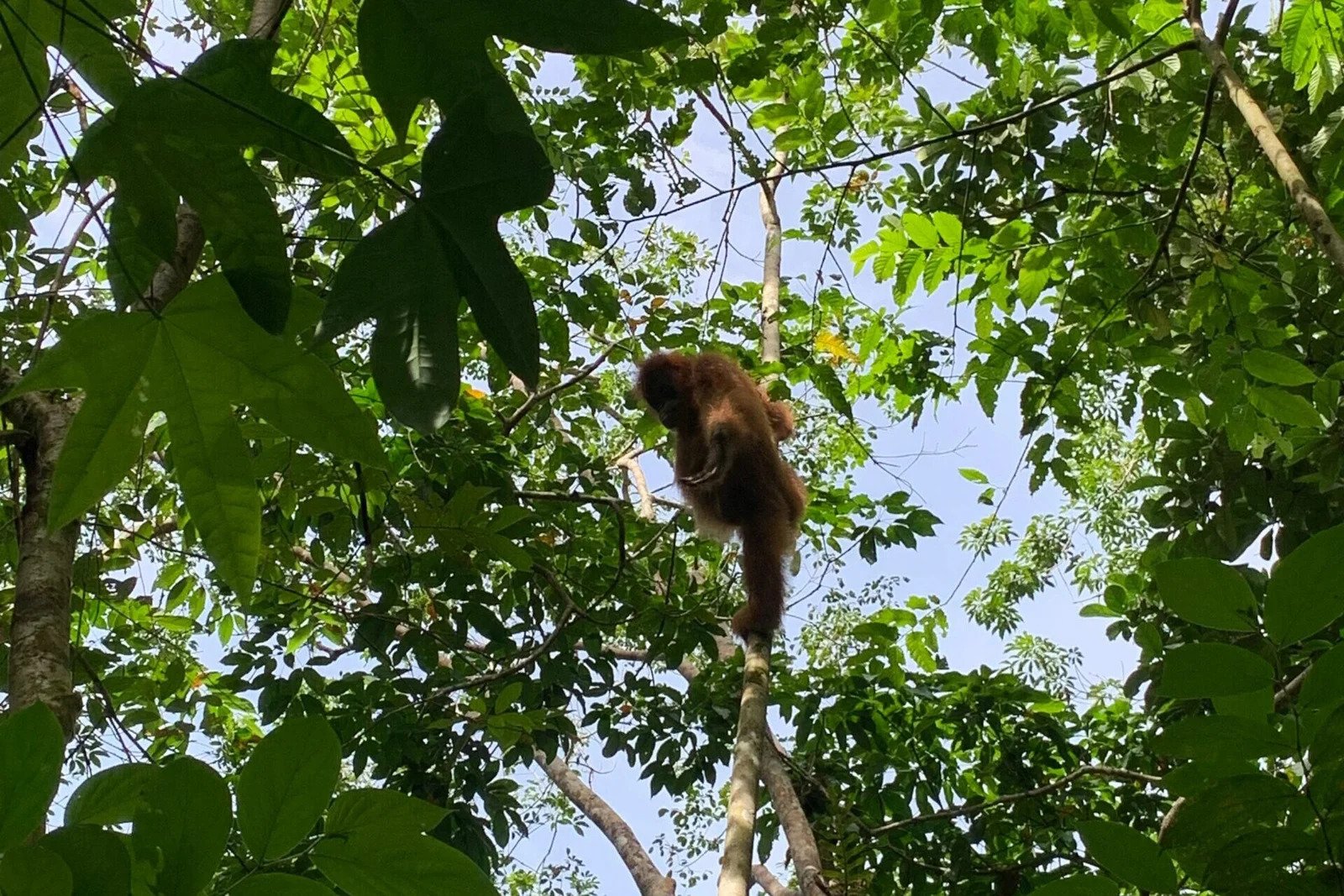 Gal-6 Bukit Lawang