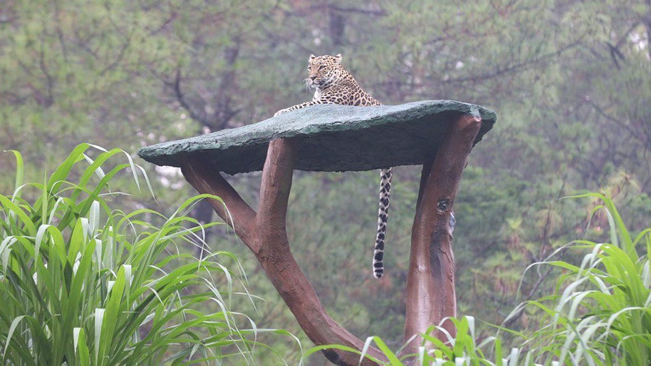A Journey Through the Best of East Java: Taman Safari Prigen to Jatim Park 2