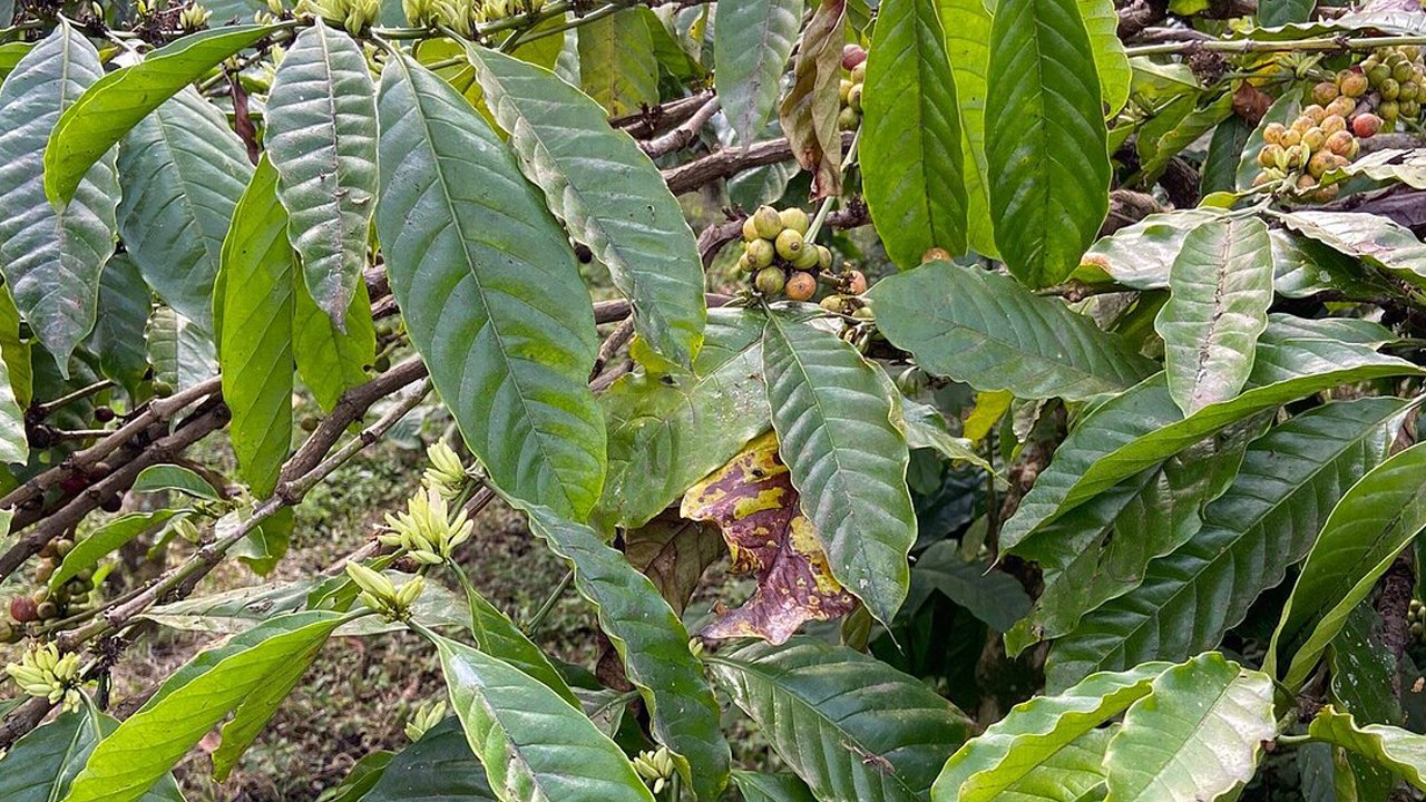 kalibendo - kalibaru plantation east java