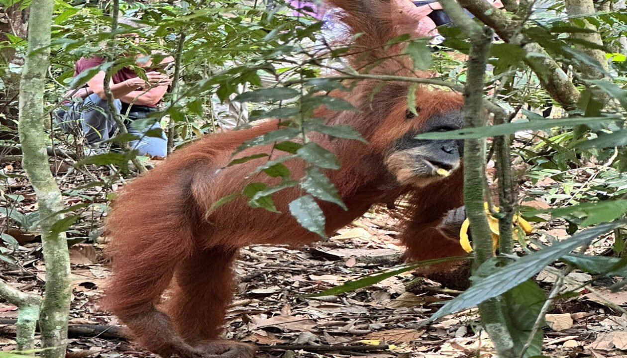 Escape to Nature: A Medan Orangutan Day Trip You'll Never Forget.