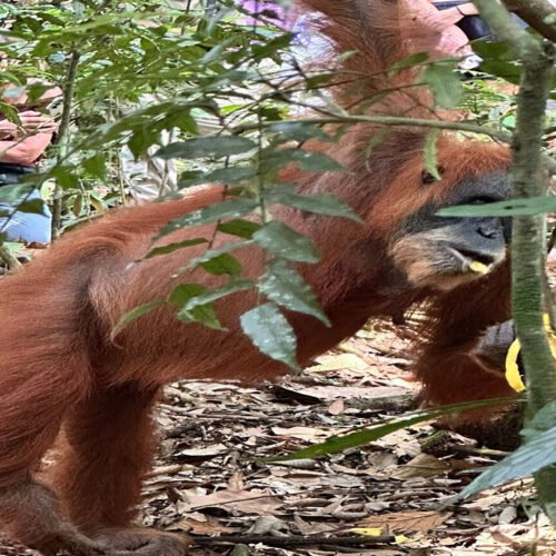 Escape to Nature: A Medan Orangutan Day Trip You'll Never Forget.