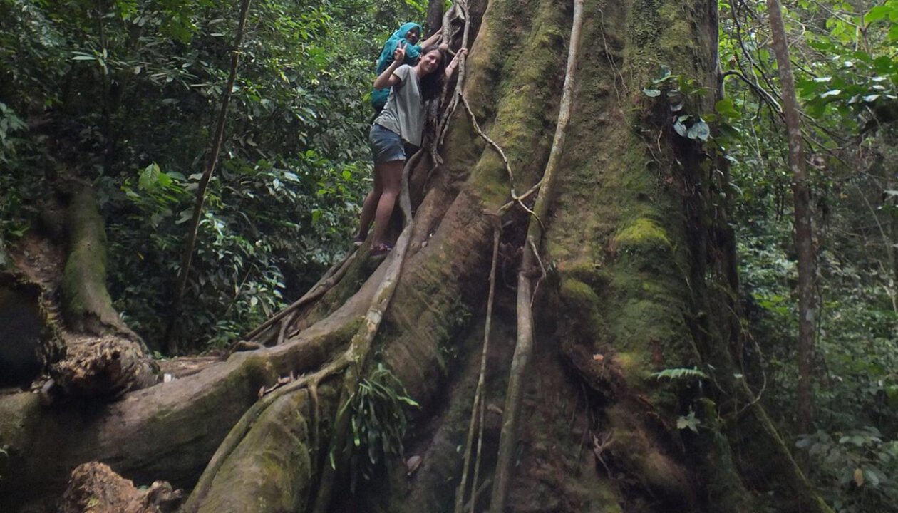 Medan Orangutan Day Trip by Geo Indo Raya