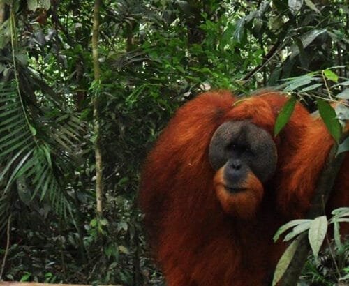 Geo Indo Raya: Medan Bukit Lawang Orangutan Tour