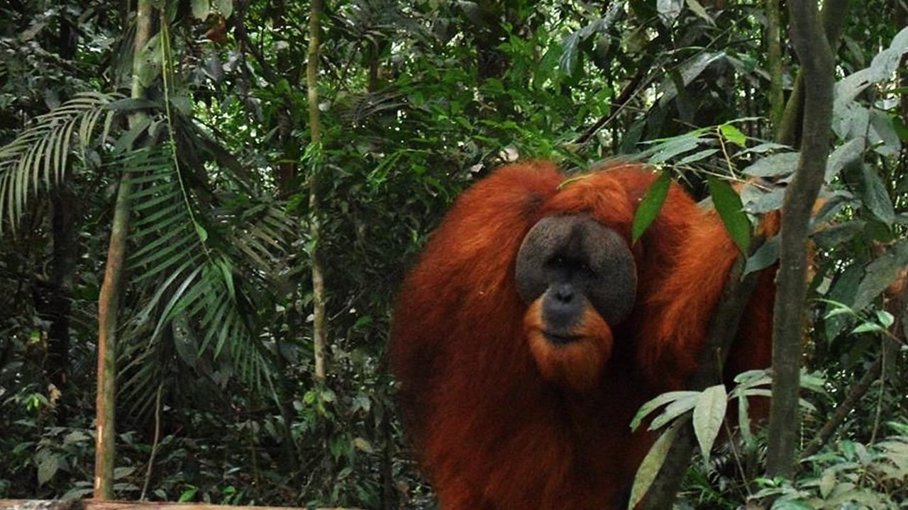 Geo Indo Raya: Medan Bukit Lawang Orangutan Tour