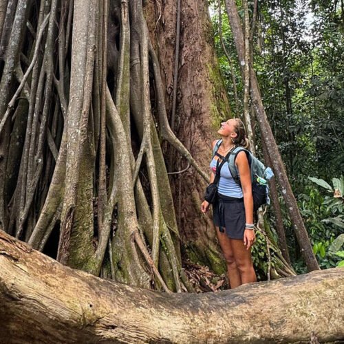 Experience the Majestic Orangutans on a Medan Day Trip.