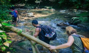 Discover the Wild: A Day on the Medan Bukit Lawang Orangutan Tour