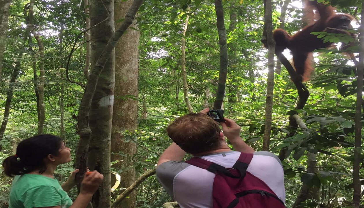Jungle Adventures: A Day with Orangutans in Medan.