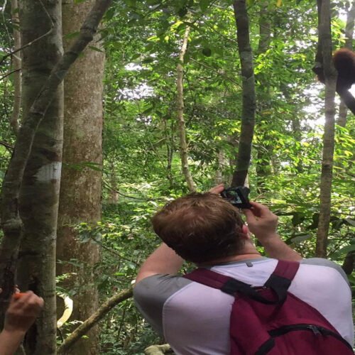 Jungle Adventures: A Day with Orangutans in Medan.