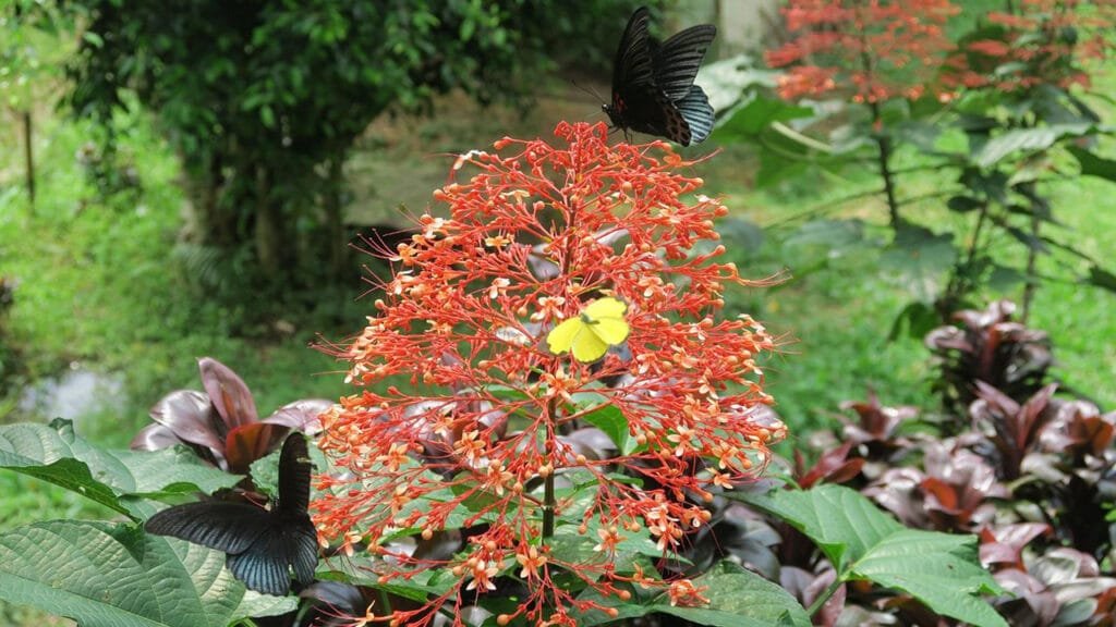 An Unforgettable Adventure: Borobudur and Selogriyo Temple Full-Day Tour in Yogyakarta