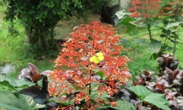 An Unforgettable Adventure: Borobudur and Selogriyo Temple Full-Day Tour in Yogyakarta