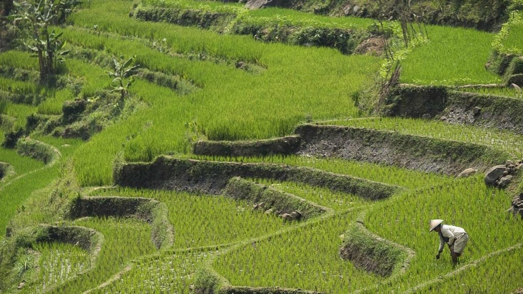 Maximizing Your Yogyakarta Experience: A Day Tour to Borobudur and Selogriyo Temple