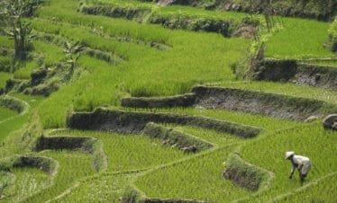 Maximizing Your Yogyakarta Experience: A Day Tour to Borobudur and Selogriyo Temple