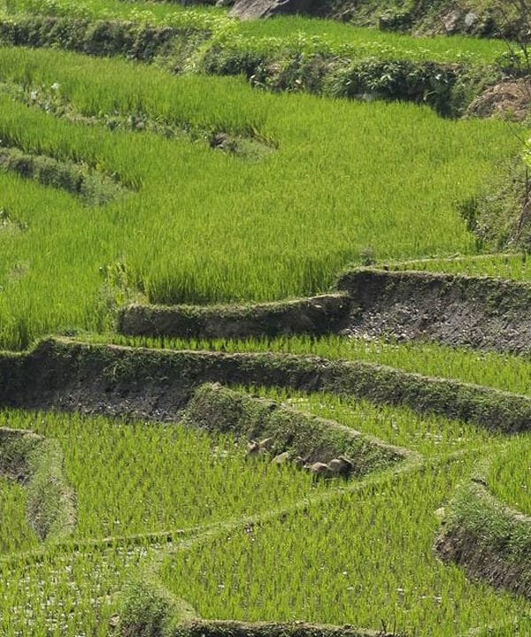 Maximizing Your Yogyakarta Experience: A Day Tour to Borobudur and Selogriyo Temple