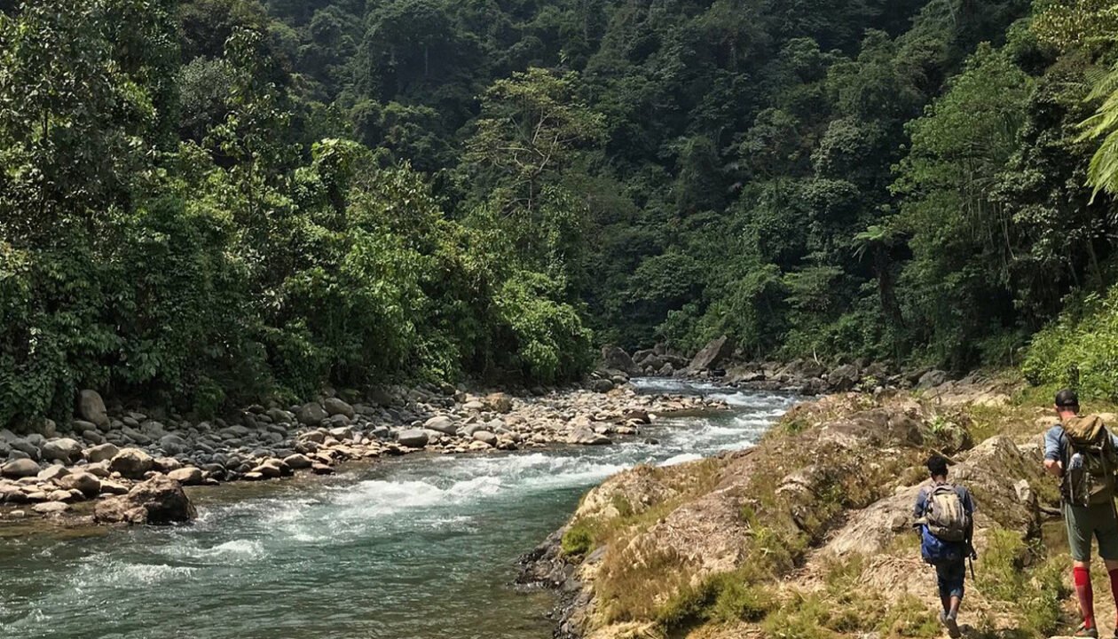 Explore the Natural Habitat of Orangutans on a Medan Day Trip.