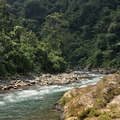 Explore the Natural Habitat of Orangutans on a Medan Day Trip.