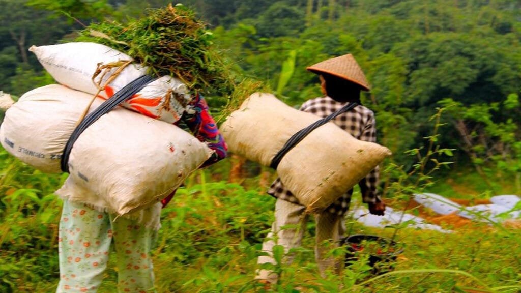 Secrets of Yogyakarta: Unveiling the Hidden Gems of Borobudur and Selogriyo Temple