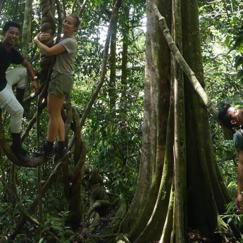 From Medan to the Jungle: A Day Trip to See Orangutans.