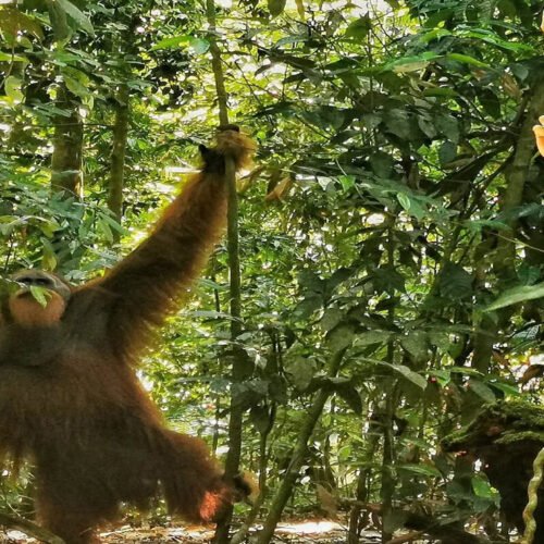 Get Lost in the Beauty of Bukit Lawang: Medan Orangutan Day Tour.