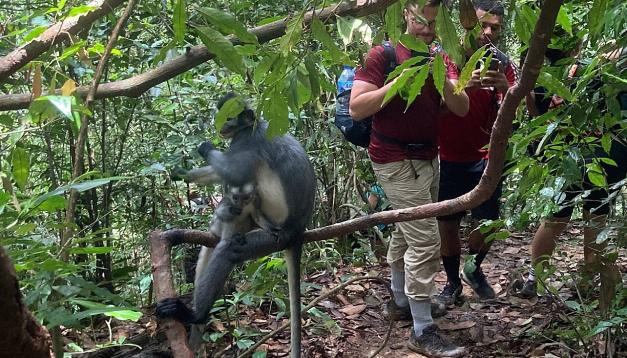 A Memorable Encounter with Orangutans: Medan Day Trip Highlight.