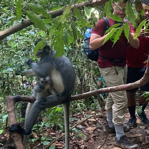 A Memorable Encounter with Orangutans: Medan Day Trip Highlight.