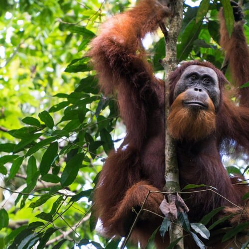 Witness the Beauty of Orangutans in the Wild: Medan Day Tour Adventure.