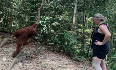 A Close Encounter with Endangered Species: Medan Bukit Lawang Orangutan Day Trip