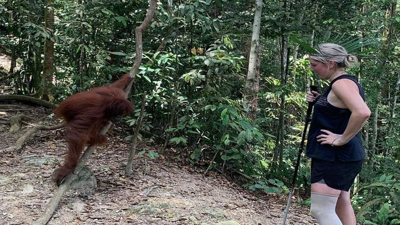 A Close Encounter with Endangered Species: Medan Bukit Lawang Orangutan Day Trip
