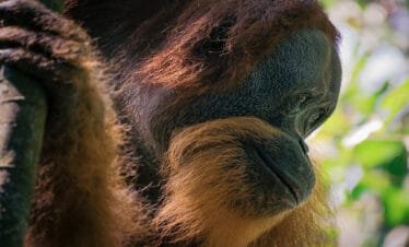 From City to Jungle: Embarking on a Medan Bukit Lawang Orangutan Adventure