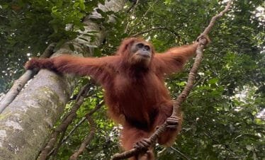 Experience the Magic of the Rainforest: Medan Bukit Lawang Orangutan Tour