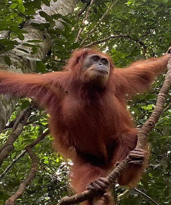 Experience the Magic of the Rainforest: Medan Bukit Lawang Orangutan Tour