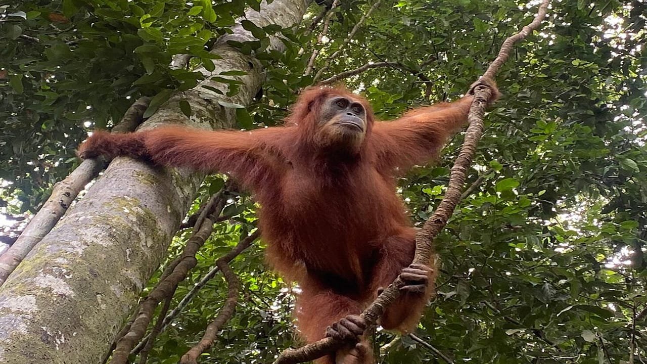Experience the Magic of the Rainforest: Medan Bukit Lawang Orangutan Tour