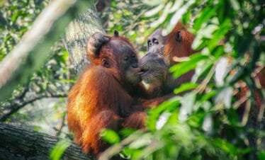 The Ultimate Jungle Experience: Medan Bukit Lawang Orangutan Day Trip