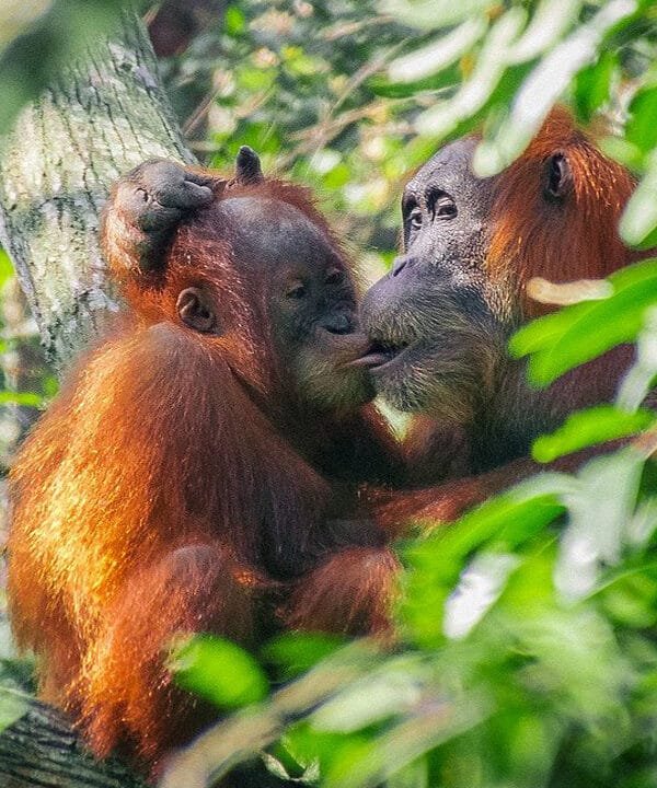 The Ultimate Jungle Experience: Medan Bukit Lawang Orangutan Day Trip