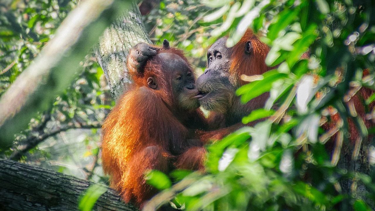 The Ultimate Jungle Experience: Medan Bukit Lawang Orangutan Day Trip