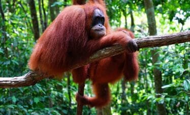 Jungle Adventure: Exploring North Sumatra's Rainforest with Orangutans