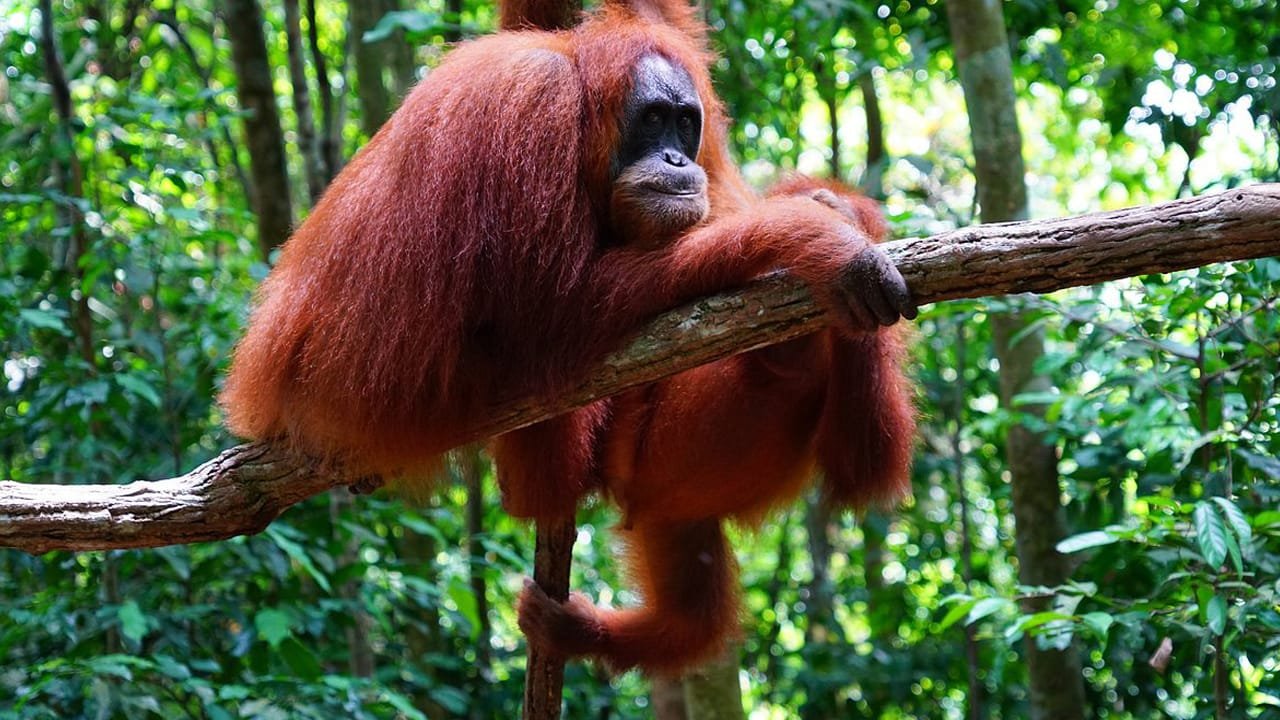Jungle Adventure: Exploring North Sumatra's Rainforest with Orangutans