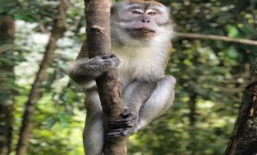 Experience Nature's Beauty: A Day in the Wild on the Medan Bukit Lawang Tour