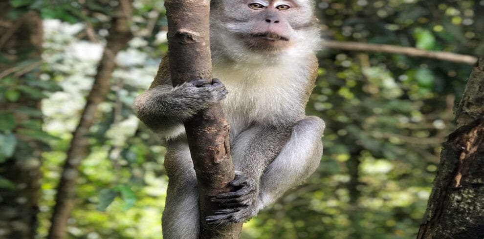 Experience Nature's Beauty: A Day in the Wild on the Medan Bukit Lawang Tour