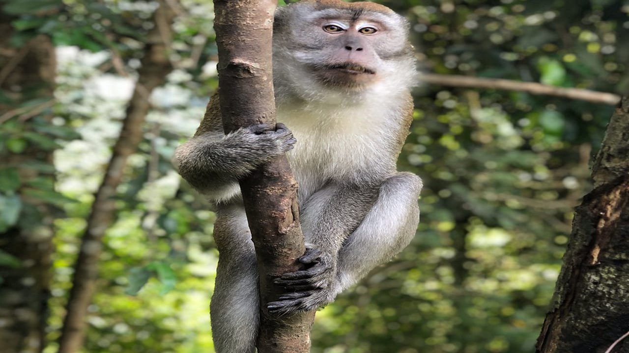 Experience Nature's Beauty: A Day in the Wild on the Medan Bukit Lawang Tour